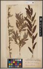Foto von Salix aurita L. x Salix viminalis L.